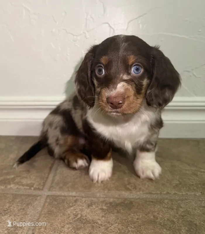 Sampson – Miniature Dachshund puppy for sale in Norman, OK
