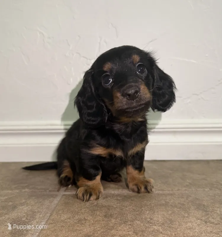 Saylor – Miniature Dachshund puppy for sale in Norman, OK