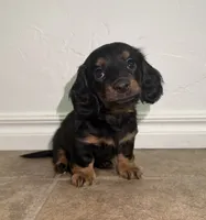 Saylor, a female Miniature Dachshund for sale in Norman, OK – 1 of 4