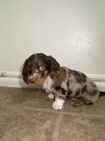 Sampson, a male Miniature Dachshund for sale in Norman, OK – 4 of 4