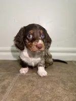 Sampson, a male Miniature Dachshund for sale in Norman, OK – 3 of 4