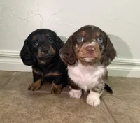 Saylor, a female Miniature Dachshund for sale in Norman, OK – 3 of 4