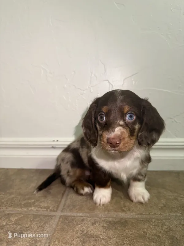 Sampson – Miniature Dachshund puppy for sale in Norman, OK