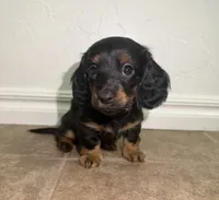 Saylor, a female Miniature Dachshund for sale in Norman, OK – 2 of 4