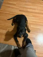 Blue, a female Rottweiler for sale in Detroit, MI – 3 of 3