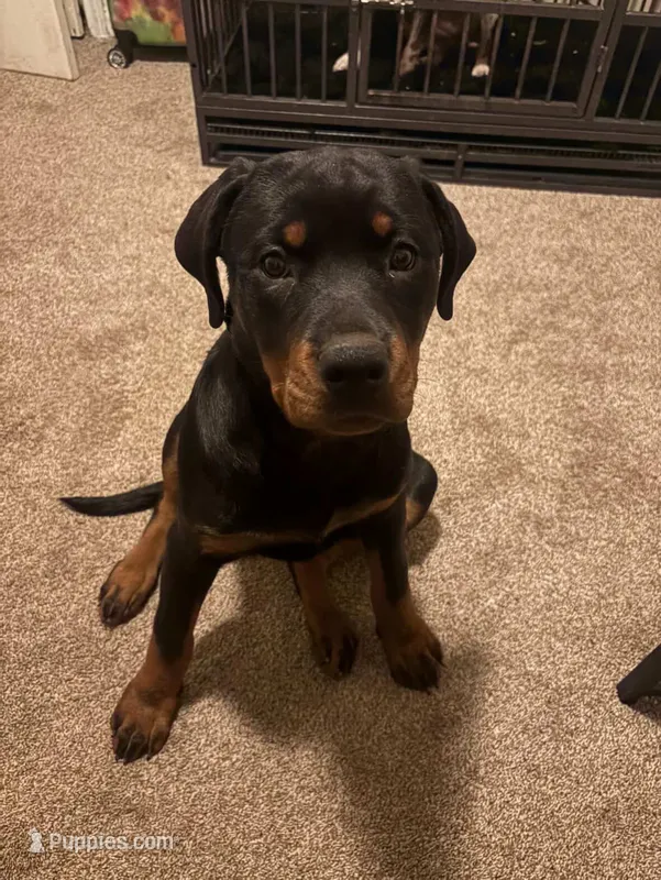 Blue – Rottweiler puppy for sale in Detroit, MI