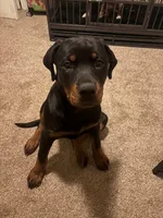 Blue, a female Rottweiler for sale in Detroit, MI – 1 of 3