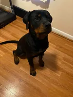 Blue, a female Rottweiler for sale in Detroit, MI – 2 of 3