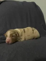 Daisy, a female Australian Shepherd for sale in Dahlonega, GA – 2 of 5