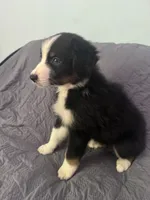 Cypress, a male Australian Shepherd for sale in Dahlonega, GA – 2 of 5