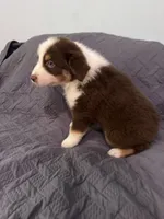 Ceder , a male Australian Shepherd for sale in Dahlonega, GA – 4 of 6