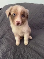 Daisy, a female Australian Shepherd for sale in Dahlonega, GA – 4 of 5