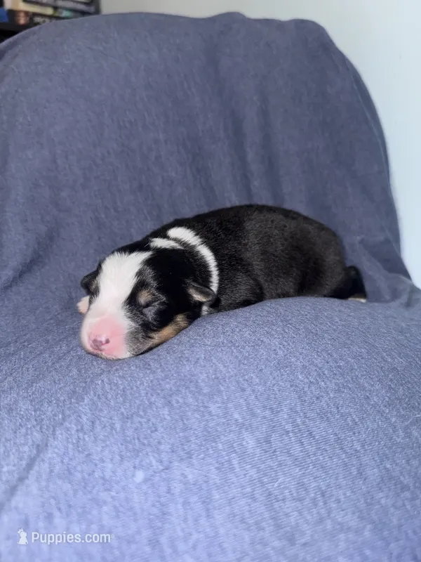 Maple – Australian Shepherd puppy for sale in Dahlonega, GA