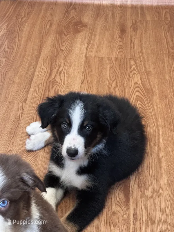 Cypress – Australian Shepherd puppy for sale in Dahlonega, GA