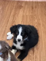 Cypress, a male Australian Shepherd for sale in Dahlonega, GA – 4 of 9