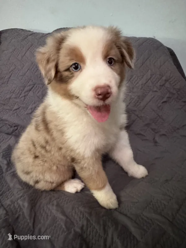 Poppy – Australian Shepherd puppy for sale in Dahlonega, GA