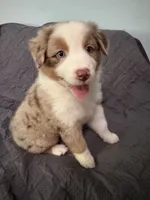 Poppy, a female Australian Shepherd for sale in Dahlonega, GA – 3 of 6
