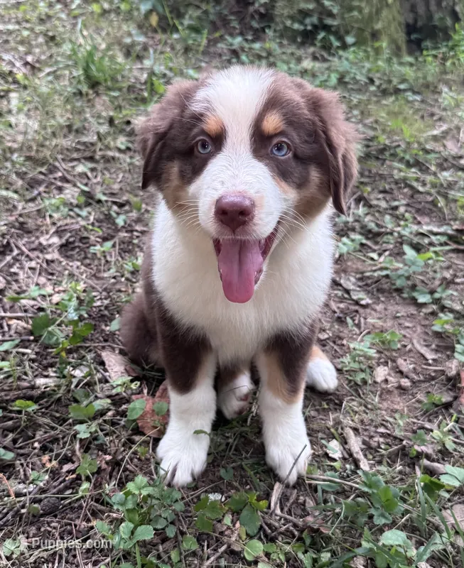 Ceder  – Australian Shepherd puppy for sale in Dahlonega, GA