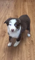 Iris , a female Australian Shepherd for sale in Dahlonega, GA – 1 of 7