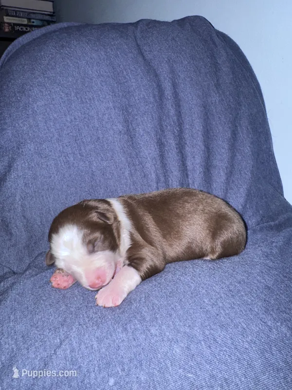 Iris  – Australian Shepherd puppy for sale in Dahlonega, GA