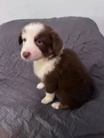 Iris , a female Australian Shepherd for sale in Dahlonega, GA – 3 of 5