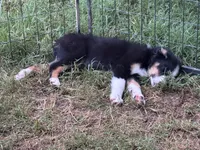Cypress, a male Australian Shepherd for sale in Dahlonega, GA – 2 of 9