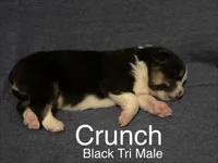 Crunch, a male Australian Shepherd for sale in Dahlonega, GA – Photo 9 of 10