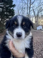 Crunch, a male Australian Shepherd for sale in Dahlonega, GA – Photo 8 of 10