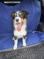 Crunch, a male Australian Shepherd for sale in Dahlonega, GA – Photo 2 of 10