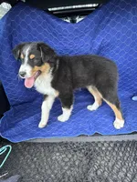 Crunch, a male Australian Shepherd for sale in Dahlonega, GA – Photo 3 of 10