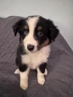 Maple, a female Australian Shepherd for sale in Dahlonega, GA – 3 of 6