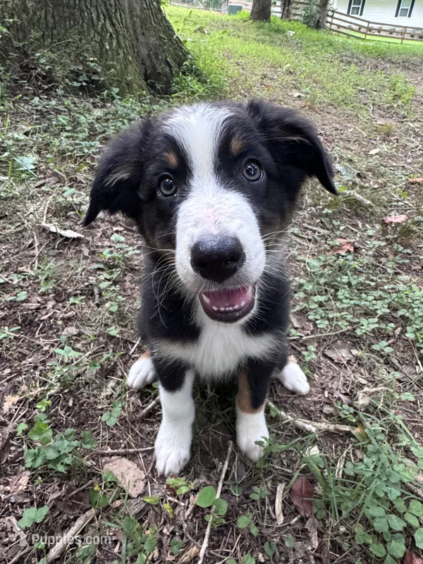 Cypress – Australian Shepherd puppy for sale in Dahlonega, GA