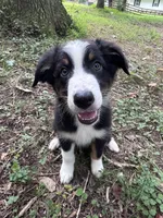 Cypress, a male Australian Shepherd for sale in Dahlonega, GA – 1 of 9