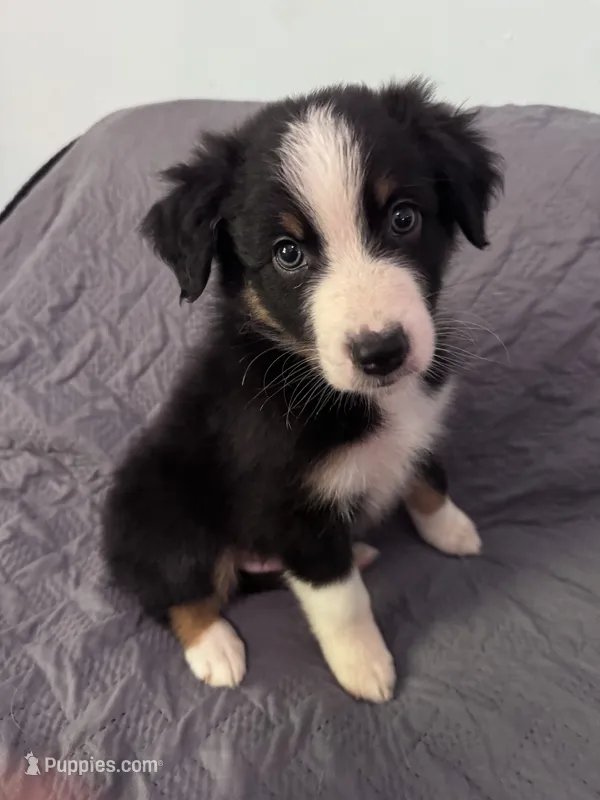 Cypress – Australian Shepherd puppy for sale in Dahlonega, GA