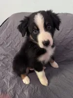 Cypress, a male Australian Shepherd for sale in Dahlonega, GA – 3 of 5