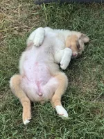 Daisy, a female Australian Shepherd for sale in Dahlonega, GA – 3 of 7