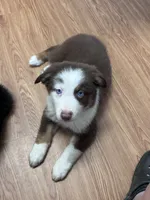 Iris , a female Australian Shepherd for sale in Dahlonega, GA – 2 of 7