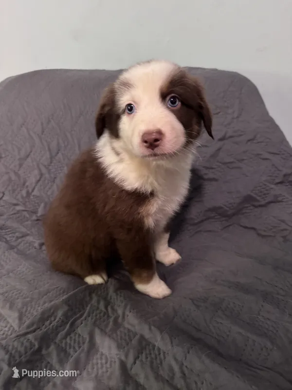 Iris  – Australian Shepherd puppy for sale in Dahlonega, GA
