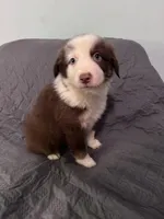 Iris , a female Australian Shepherd for sale in Dahlonega, GA – 4 of 5