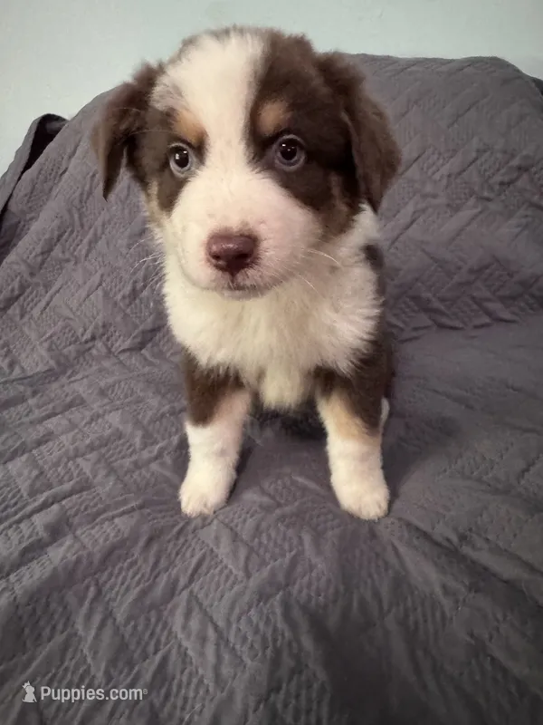 Ceder  – Australian Shepherd puppy for sale in Dahlonega, GA