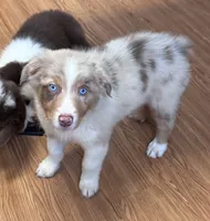 Daisy, a female Australian Shepherd for sale in Dahlonega, GA – 1 of 7