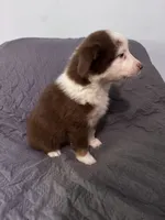Iris , a female Australian Shepherd for sale in Dahlonega, GA – 5 of 5