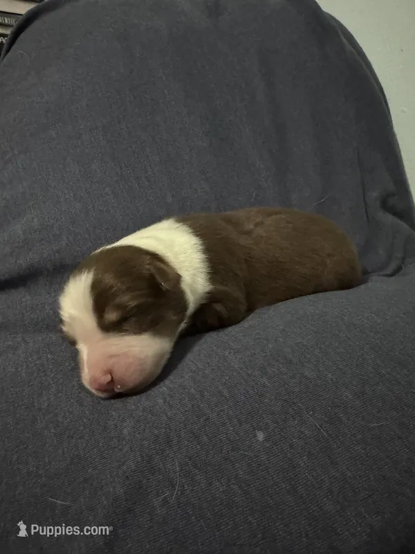 Ceder  – Australian Shepherd puppy for sale in Dahlonega, GA