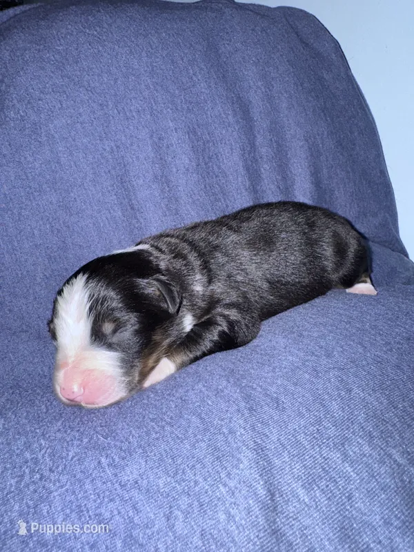 Cypress – Australian Shepherd puppy for sale in Dahlonega, GA