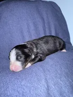 Cypress, a male Australian Shepherd for sale in Dahlonega, GA – 1 of 5