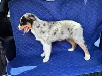 Snickers , a male Australian Shepherd for sale in Dahlonega, GA – Photo 4 of 9