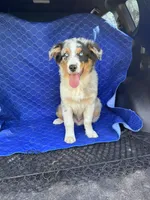 Snickers , a male Australian Shepherd for sale in Dahlonega, GA – Photo 2 of 9