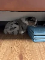 Snickers , a male Australian Shepherd for sale in Dahlonega, GA – Photo 9 of 9