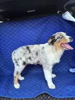 Snickers , a male Australian Shepherd for sale in Dahlonega, GA – Photo 3 of 9