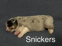 Snickers , a male Australian Shepherd for sale in Dahlonega, GA – Photo 8 of 9